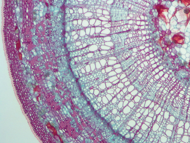 Tilia Stem CS Slides - Tilia Stem CS 04 100X